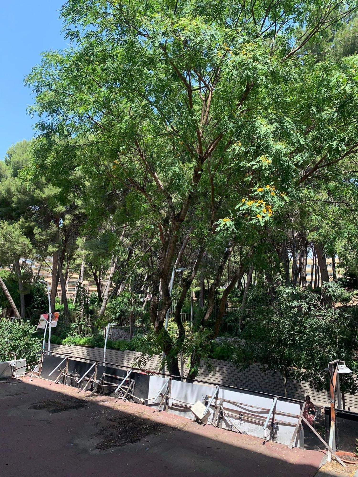 Goya Apartamento Appartement